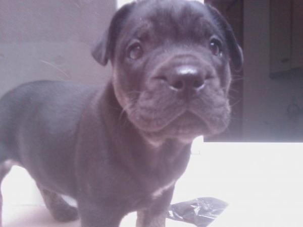 Cachorrita de Pitbull
