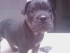 Cachorrita de Pitbull - mejor precio | unprecio.es