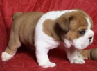 Encantadora cachorros bulldog - mejor precio | unprecio.es