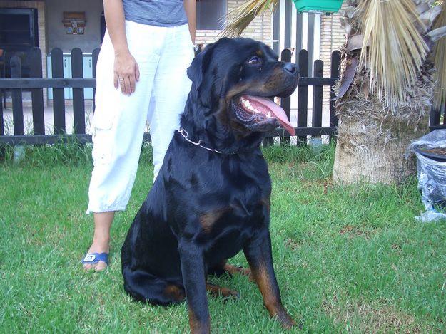 IMPRESIONANTE ROTTWEILER SE OFRECE PARA MONTA