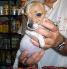 jack russel - mejor precio | unprecio.es