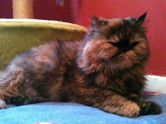Lola, preciosa persa, necesita una familia que la cuide de verdad