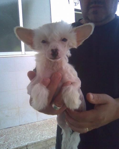 preciosos cachorros de crestado chino mini para exposicion, pedegri loe
