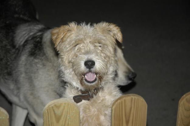 REGALO PERRA FOX TERRIER