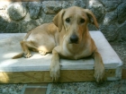 Regalo perrita - mejor precio | unprecio.es
