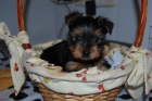 SUPER PEQUEÑOS CACHORROS DE YORKSHIRE CON PEDIGREE INSCRITOS EN EL LOE 450 EUROS - mejor precio | unprecio.es