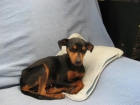 --- CHISPITA - x Mini Pinscher - mejor precio | unprecio.es