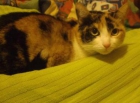 Busco gato para mi gata - mejor precio | unprecio.es