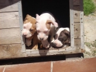 Cachorritos pit bull - mejor precio | unprecio.es