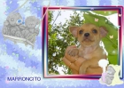 Chihuahua macho marroncito en venta de particular - mejor precio | unprecio.es