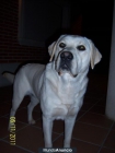Labrador retriever para montas - mejor precio | unprecio.es