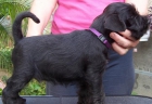 Schnauzer loe - rsce - mejor precio | unprecio.es