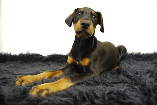 Se vende camadita de Doberman ha un precio fascinante _-_-_ www.animalflower.com _-_-_Contrato de compraventa