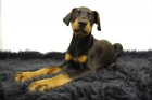 Se vende camadita de Doberman ha un precio fascinante _-_-_ www.animalflower.com _-_-_Contrato de compraventa - mejor precio | unprecio.es
