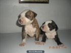 SE VENDEN CACHORROS DE PITBULL POR 150 € - mejor precio | unprecio.es