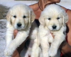 VENDO CACHORRO DE GOLDEN RETRIEVER - mejor precio | unprecio.es