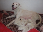 Vendo cachorros de Dogo Argentino - mejor precio | unprecio.es