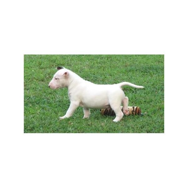 ¿Qué estás buscando? Bull Terrier cachorros en venta