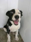 ADOPTA A "BLOO", HA SIDO MALTRADO Y HAN TENIDO QUE SACARLE EL IJITO, PERO AUN ASI ES UN PERRO MUY CARIÑOSO. ESTA EN CORD - mejor precio | unprecio.es