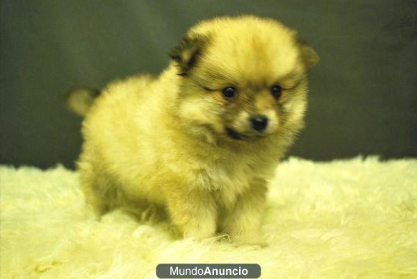 Autenticos Cachorros de Pomeranias Rojizos con 2 meses