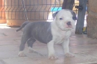 Cachorritos American Bully - mejor precio | unprecio.es