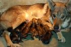 cachorros de perro lobo checoslovaco. - mejor precio | unprecio.es