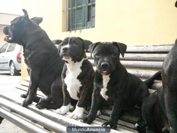 Cachorros Staffordshire Bull Terrier