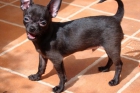 Chihuahua de pelo corto - mejor precio | unprecio.es