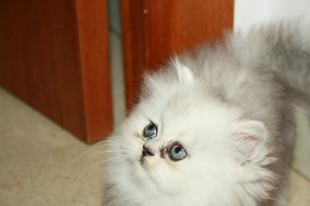 Gatito persa silver chinchilla