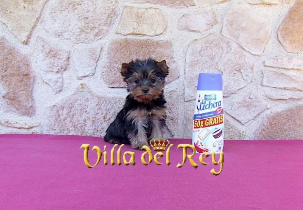 hembra Yorkshire de 3 meses