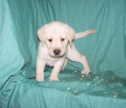 LABRADOR RETRIEVER - PRECIOSOS CACHORRITOS PARA ESTAS NAVIDADES - mejor precio | unprecio.es