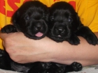 Labradores retriever negros con pedigree l.o.e - mejor precio | unprecio.es