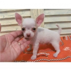 Precioso Cachorros de chihuahua - mejor precio | unprecio.es