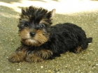 se venden cachorros de yorkshire terrier - mejor precio | unprecio.es