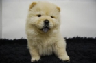 ultimos cachorretes de chow chow para entregar - mejor precio | unprecio.es