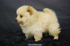 POMERANIA BLANCOS¡¡¡ EN VENTA - mejor precio | unprecio.es