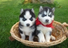 Blue cachorros de husky siberiano de los ojos (gratis para los buenos hogares) - mejor precio | unprecio.es