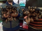 CACHORRITOS DE YORKSHIRE, 550 EUROS - mejor precio | unprecio.es