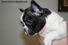 Cachorrolandia cachorritos de Bulldog Ingles y otras razas - mejor precio | unprecio.es