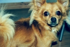 Chihuahua de pelo largo busca novia - mejor precio | unprecio.es