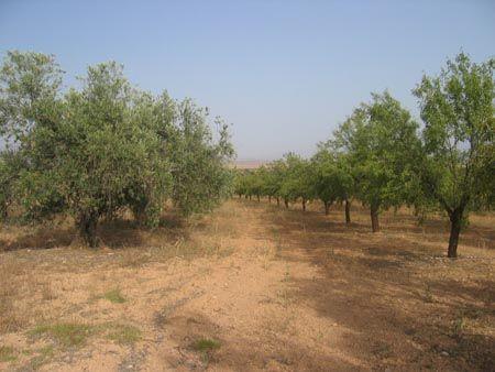 Finca de olivos