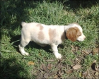 Impresionantes Cachorros de Epagneul Breton. - mejor precio | unprecio.es