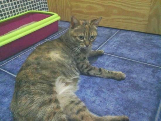 India una gata tigretona muy atractiva en adopción