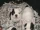Oferta de bulldog frances en colada