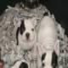 Oferta de bulldog frances en colada - mejor precio | unprecio.es