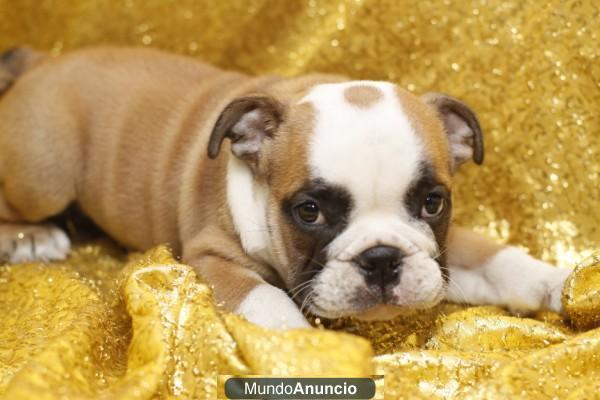 offramos los cachorros de bulldog inglese culto.