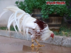 Vendo las mejores gallinas de raza - mejor precio | unprecio.es