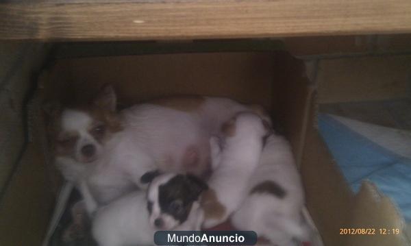 Chihuahuas, pequeños camada con 8 semanas