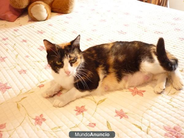GATA SUPER NOBLE Y CARIÑOSA