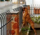 boxer macho busca hembra para montar - mejor precio | unprecio.es